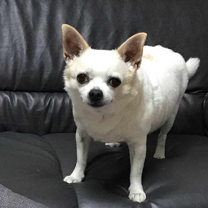 1461ff48 35c1 418c 8167 8c71d7b4df03 1567385823006