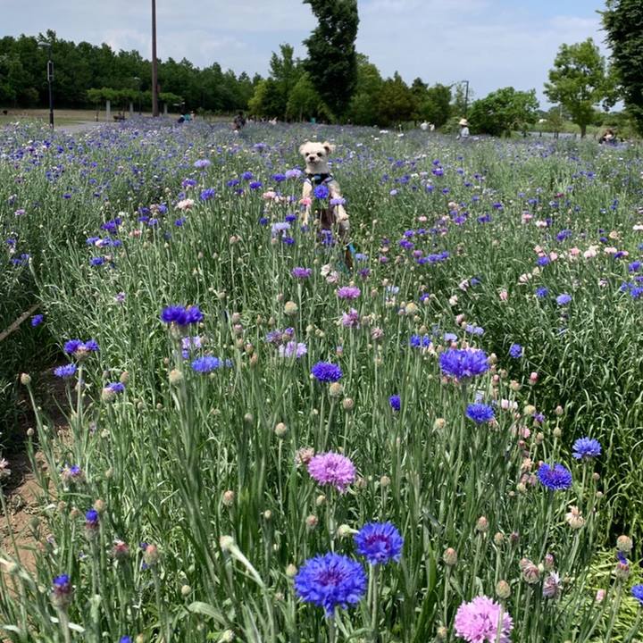 146535f4 7038 436b 8520 a550566b8308 1558264806059