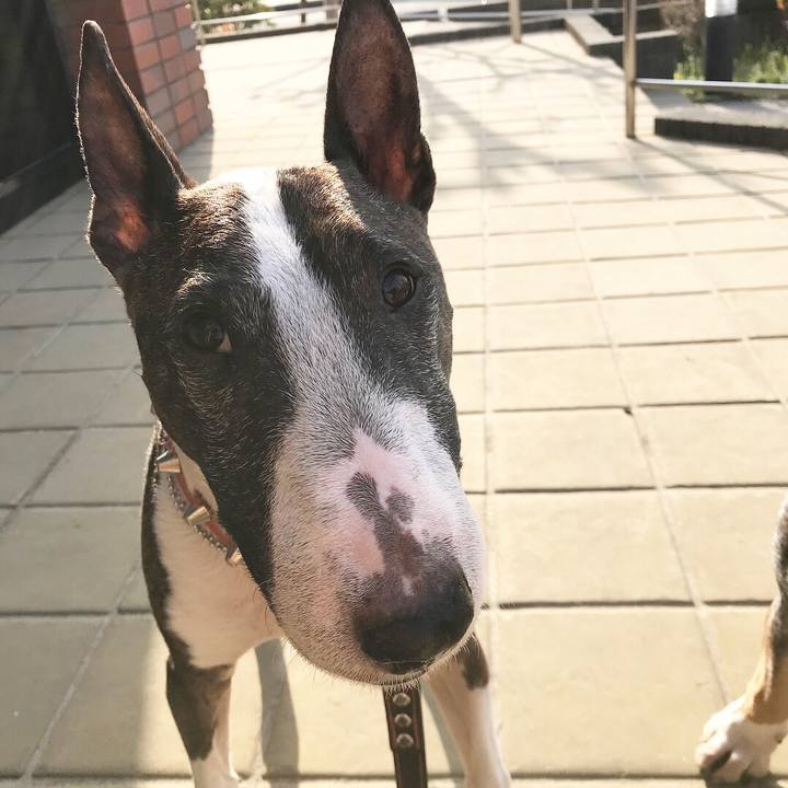 146618e9 160f 4a1f b461 e779bf85185b 1522580689735