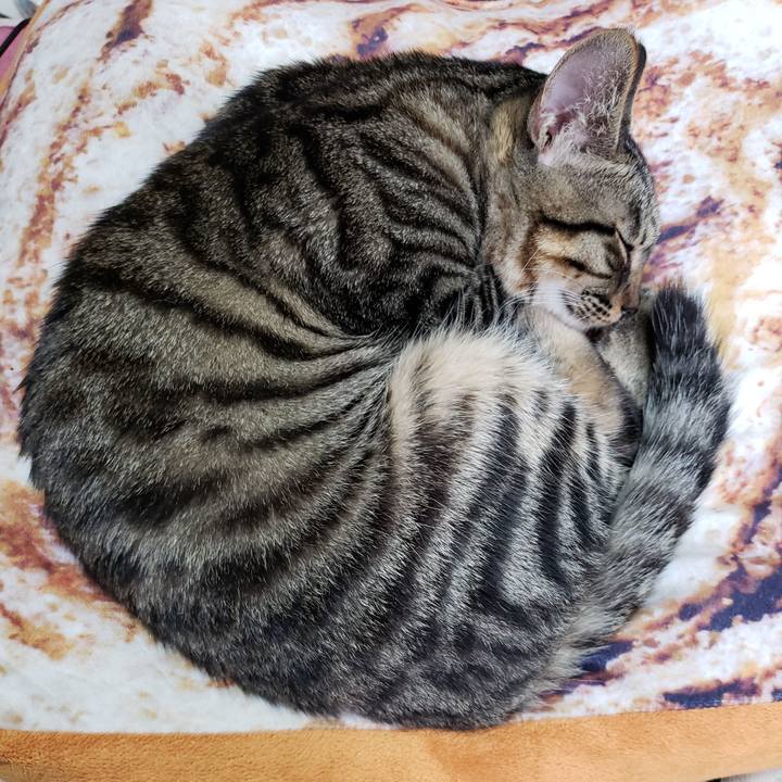 146765fc b52f 4810 8a8f bcbcdadee0a4 1542259343055