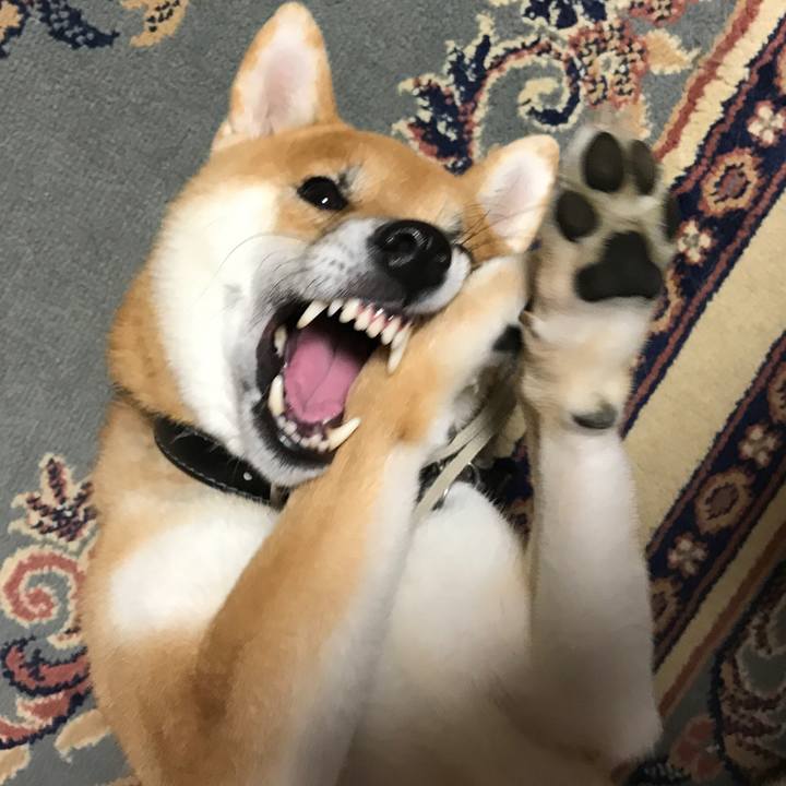 1467b468 28ad 4aaa a004 61eb3e809c8d 1510838331029