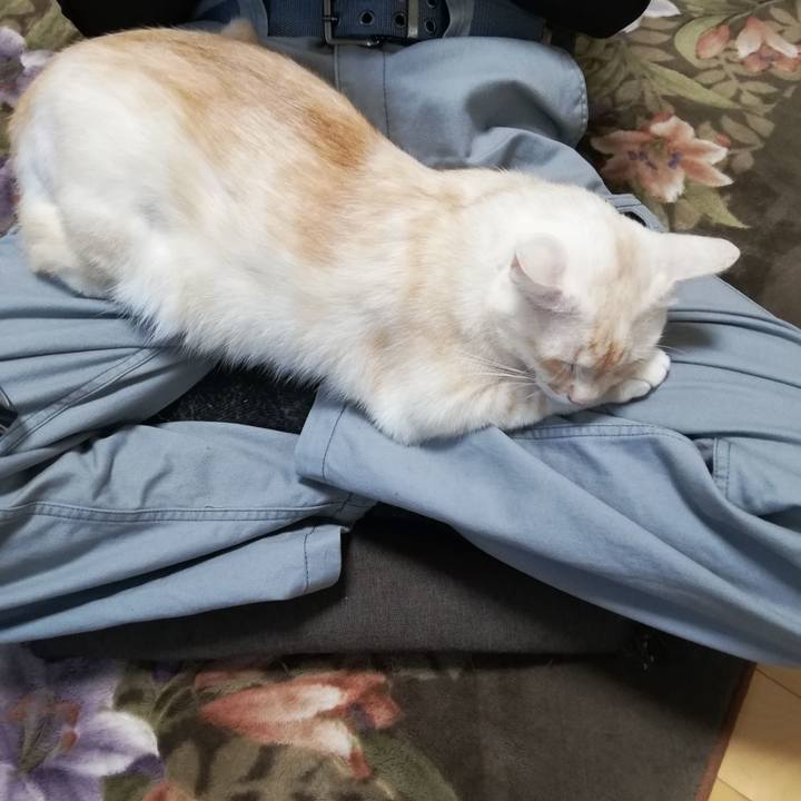 14683470 5788 448e 8f03 57a360db6706 1602628616133