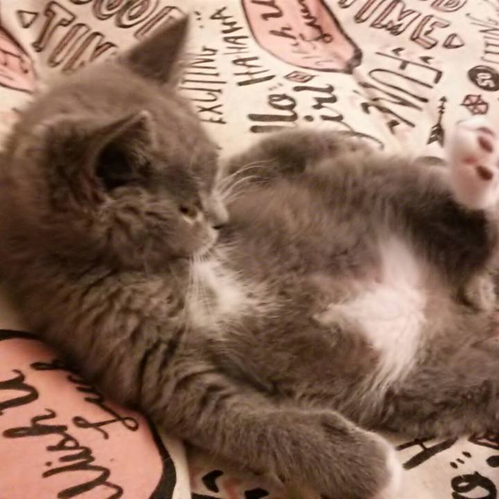 146a7372 4433 48e3 8b9b d4406a40ae99 1530921652927