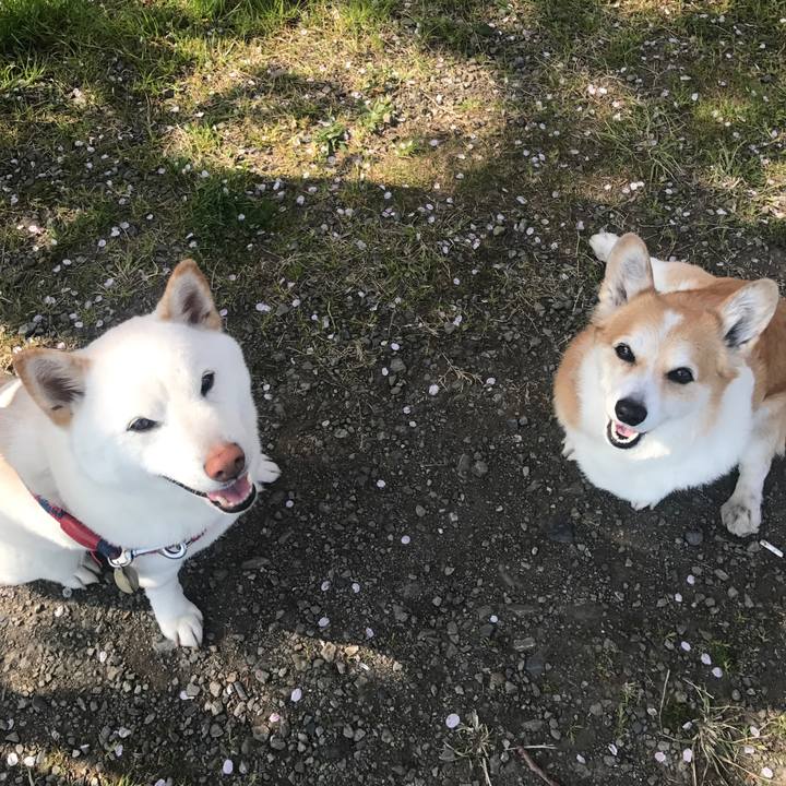 146ed835 d4fa 47af 90bf 9272e358f629 1522286832592