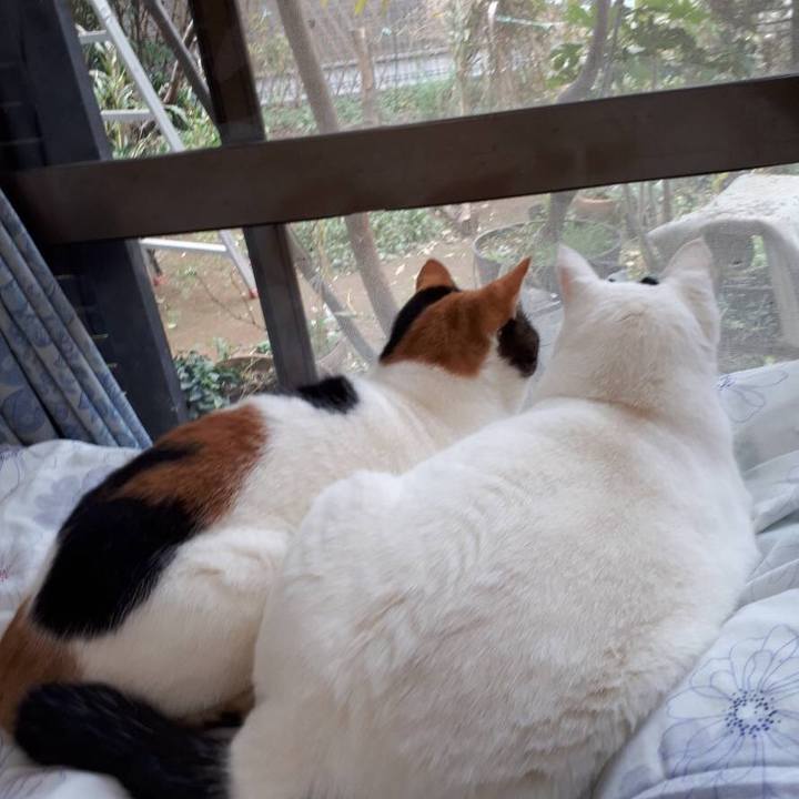 146f4aa6 c885 4f10 b6ff fe1e51c4f717 1544183832217