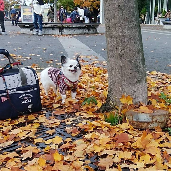 14726b5f bc0c 4ed8 84a5 896e47b8769e 1574590905996