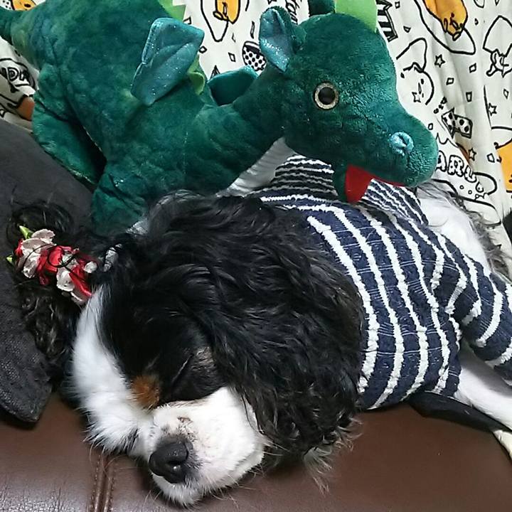 14742166 dc8b 4b83 a64e f2cc17b6647d 1541602586951