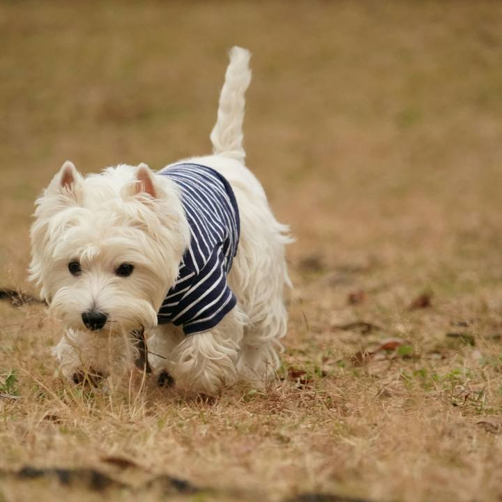 14742b94 0344 4e6b b2ff bea52cfac31e 1512213624188