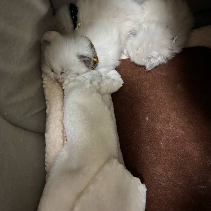 14744c7a 1269 4f48 a23c abd8abe0b6e4 1765572392164