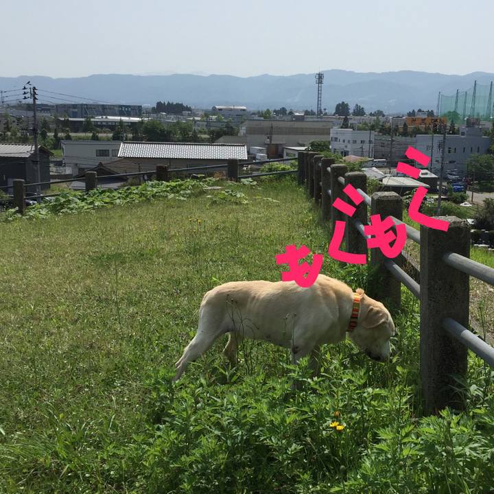 147f8b1a adbe 4b7c b901 dd2ed27678a7 1526434145814