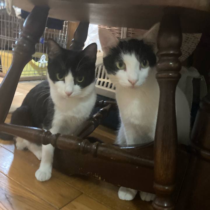 1481b0a5 79f0 443f 8576 69dc0f93ff3a 1745030230088