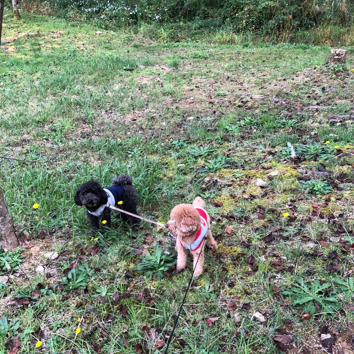 14831139 6875 474c bed2 a0ffb0ebb71f 1603198279655