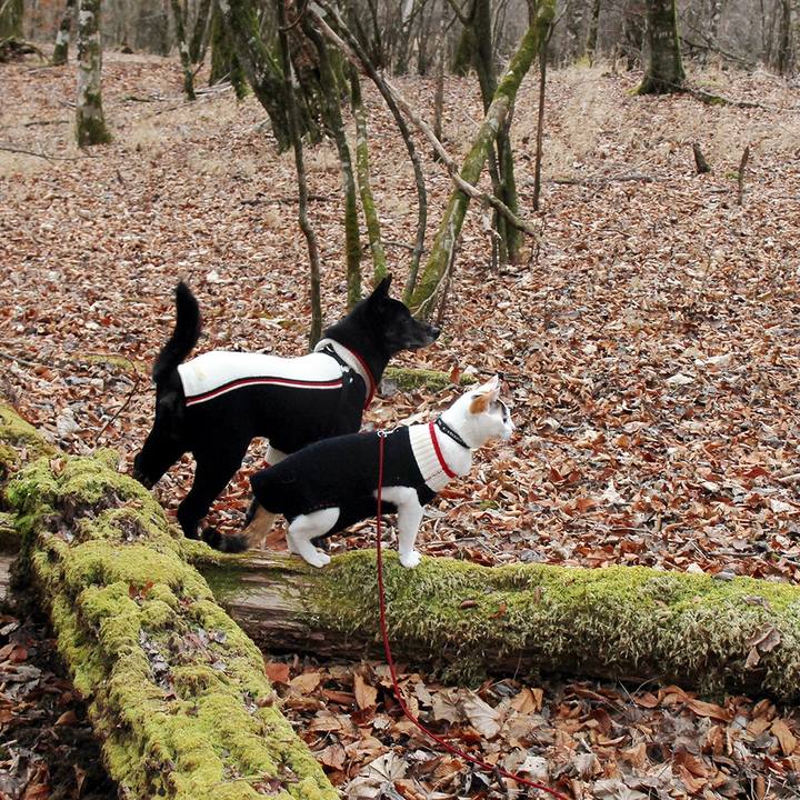 1484afca e2ce 4005 af92 acb776bbc3ed 1583923156435