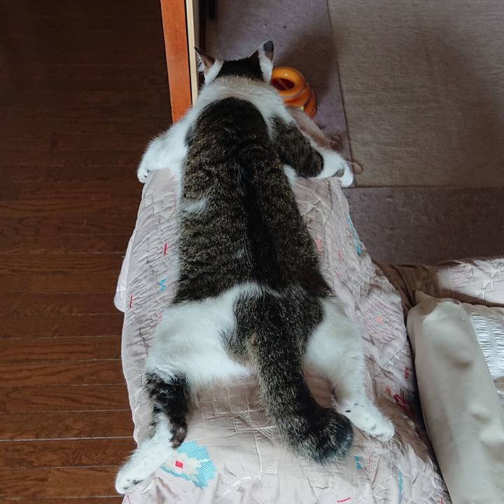 1484cc51 86b6 4e92 a1d5 b7eb20818f43 1591930765486