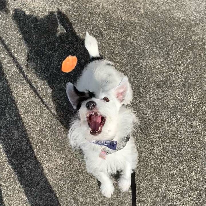 148b4fca 1bae 4955 a286 f47d3cae2861 1663370711059