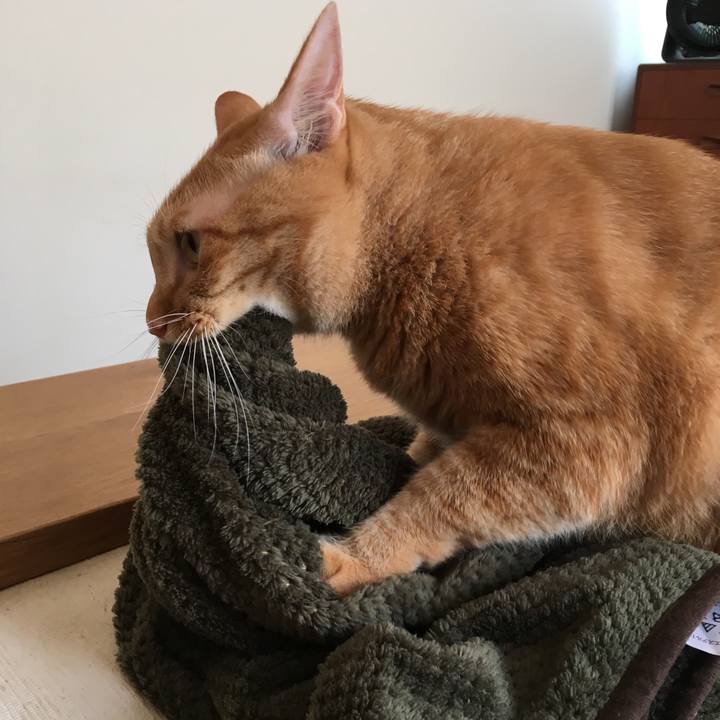 148f92bd de4d 494b b33d 12725bf67faa 1539342227307