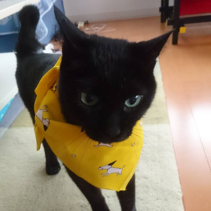 149144c3 0b81 42fc 9adb 7c22b5328e72 1526284489906