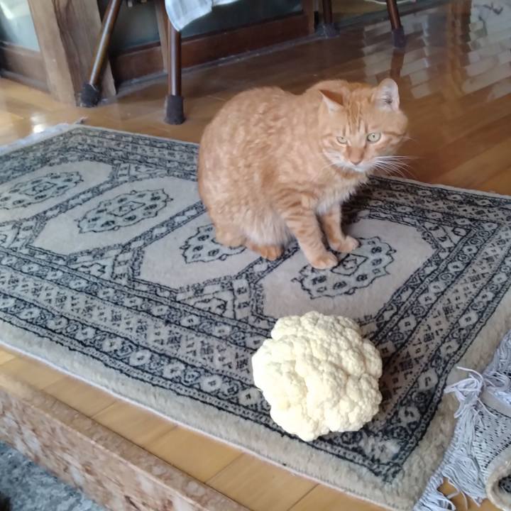 14932141 6169 4de5 a657 3ca1c1871663 1761206946035