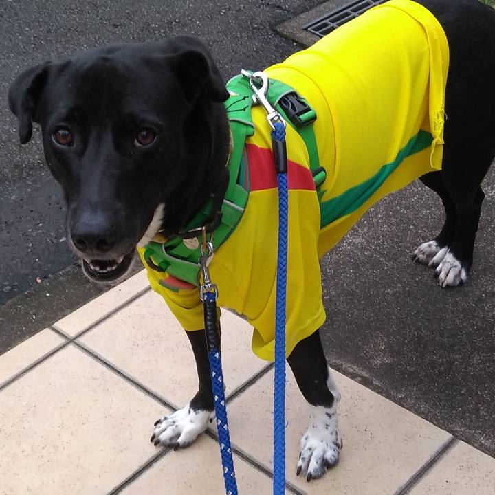 149b0418 80d6 46bf b702 3e6a90032696 1594982210646