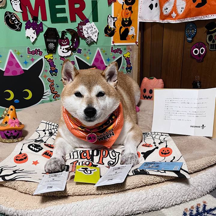 149c99e6 de78 4b17 a966 6ac79d26818d 1666946308243