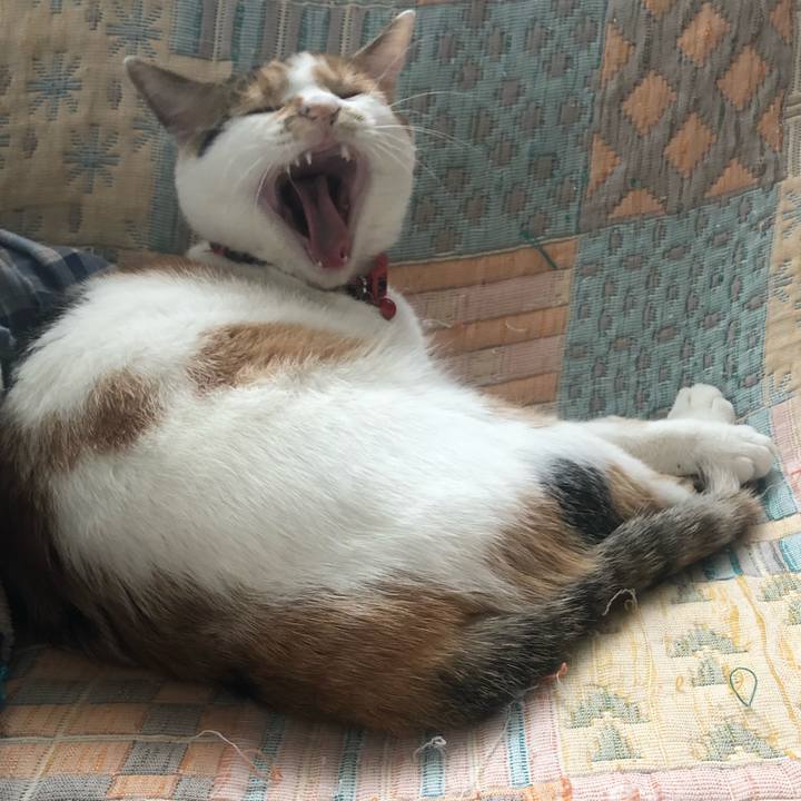 14a2508c 3afd 4054 a77e 347d4b64a499 1581896012278