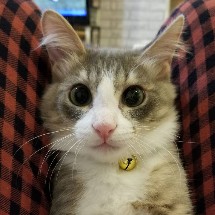 14a3bf86 1e51 437f b975 a698e0d7cd30 1510234637639