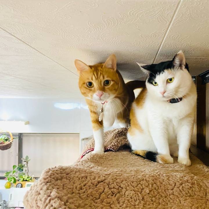 14a81a4d b69d 4321 a2cf 9592226406cd 1698363673314