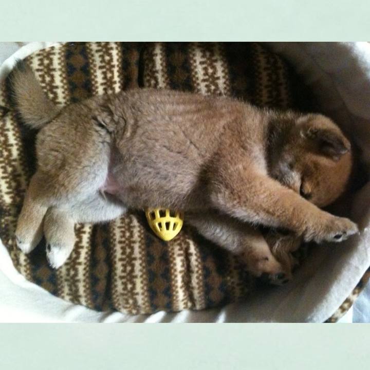 14a9fa5a 9c45 4b8d a8c8 6012b1be1e86 1523703382459