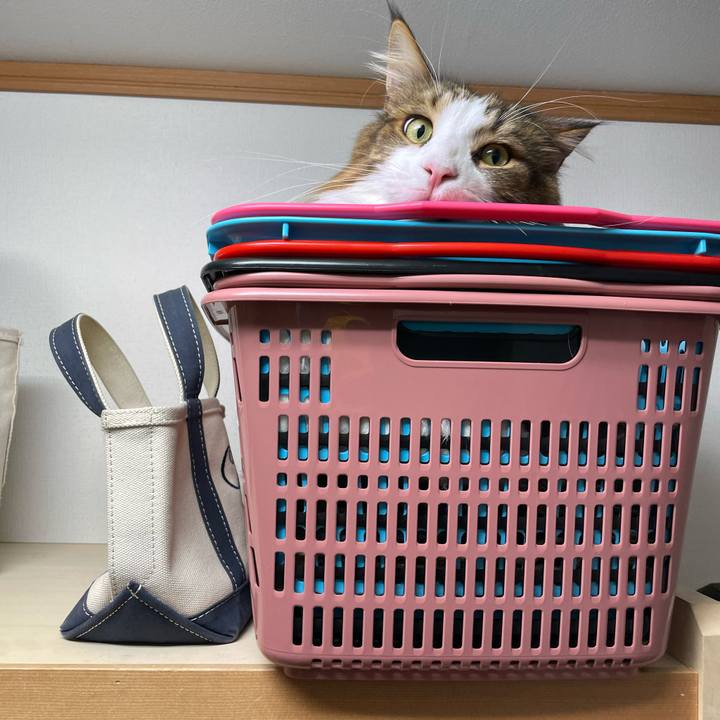 14aa7228 dc85 46f0 9cdc cc1dd0a6cd0b 1698867538484