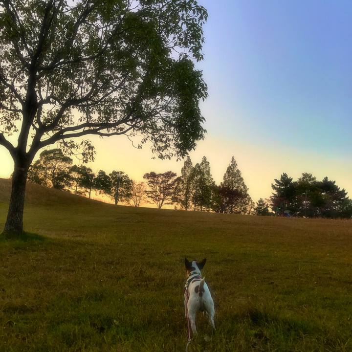 14ab0ca1 8d4a 4bd9 9082 7ffbaab824f6 1510220598310