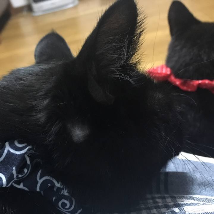 14af6119 c60f 4d81 9a49 466f3568a9b5 1536572054111