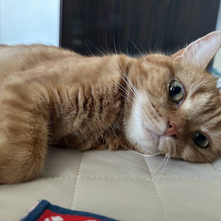 14b2add4 62f3 4464 8245 04e117b8445f 1758948625493