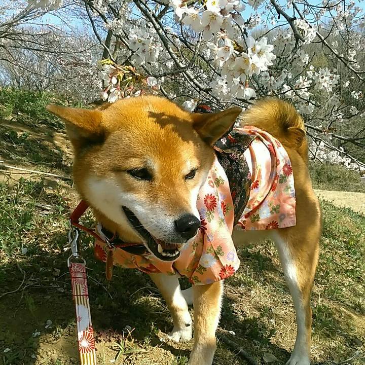 14b2e679 f3d0 4683 9074 69d0b8d6617b 1554450422914