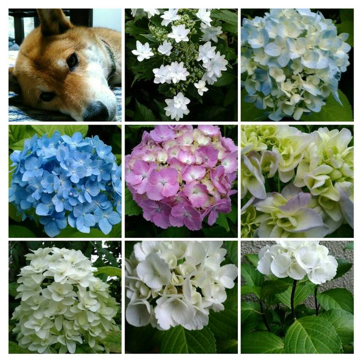 14b63f2d a843 45ab 896d 0a536a99fd05 1528605473565