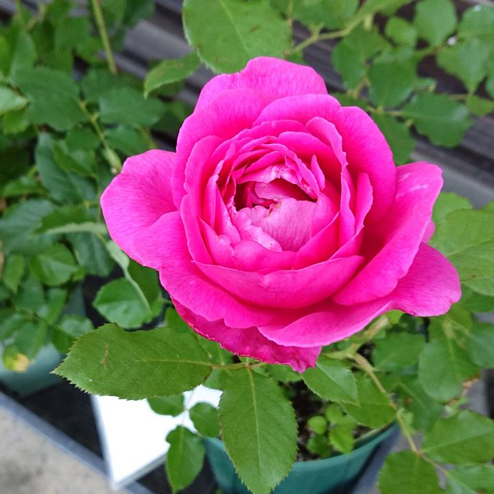 14b66dc3 2589 4f29 a50d dc68e90390da 1652832700744