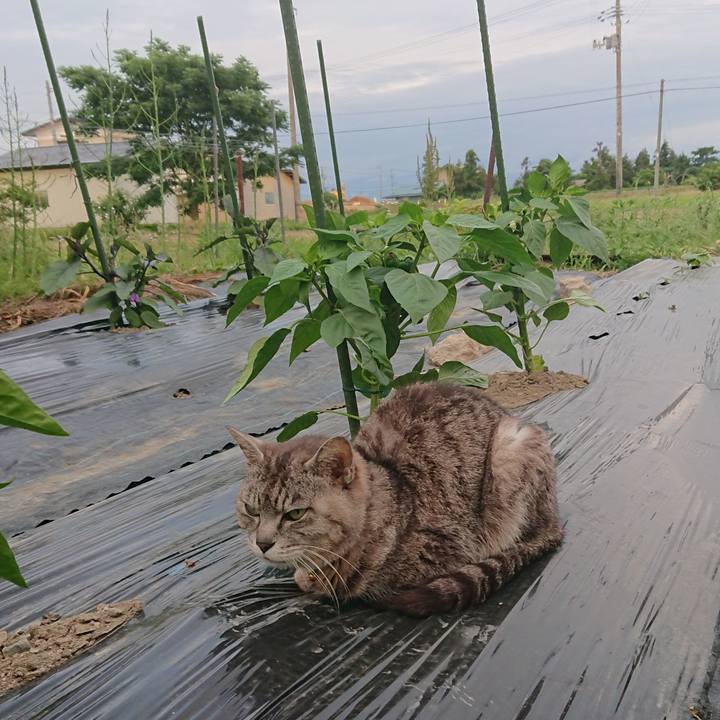 14b6ce1d af90 4bdb aa4e 5a7129e38c96 1592560028332