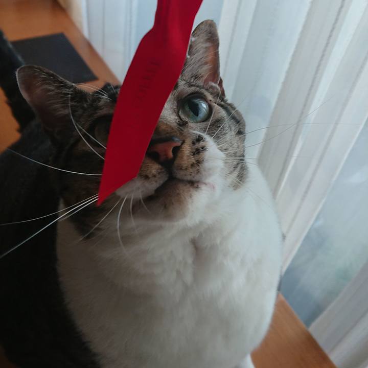 14b8c1da a066 44f5 9224 8baa7d3d40fc 1574771948609