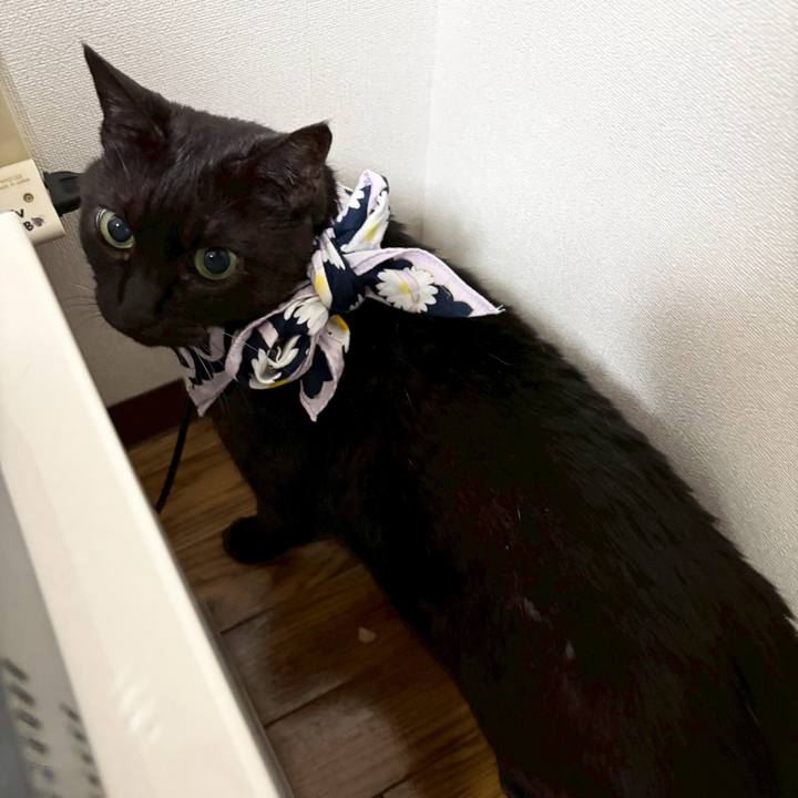 14b94e53 1a84 4d6e b77c 234ab33eccbe 1763769304689