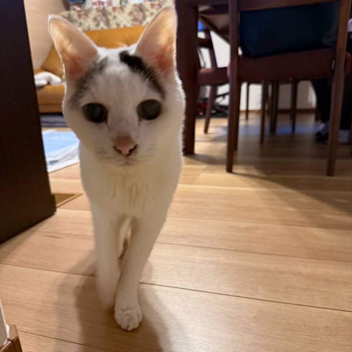 14b98e27 68e9 4a86 bee0 dec475bfeeff 1766017100356