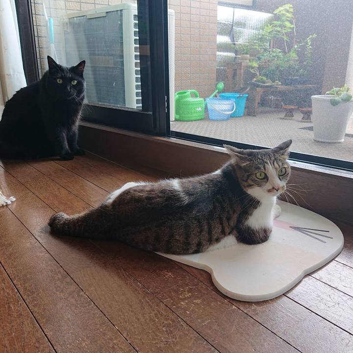 14ba4369 cece 44e4 bdd4 91a953d2594e 1626395163828