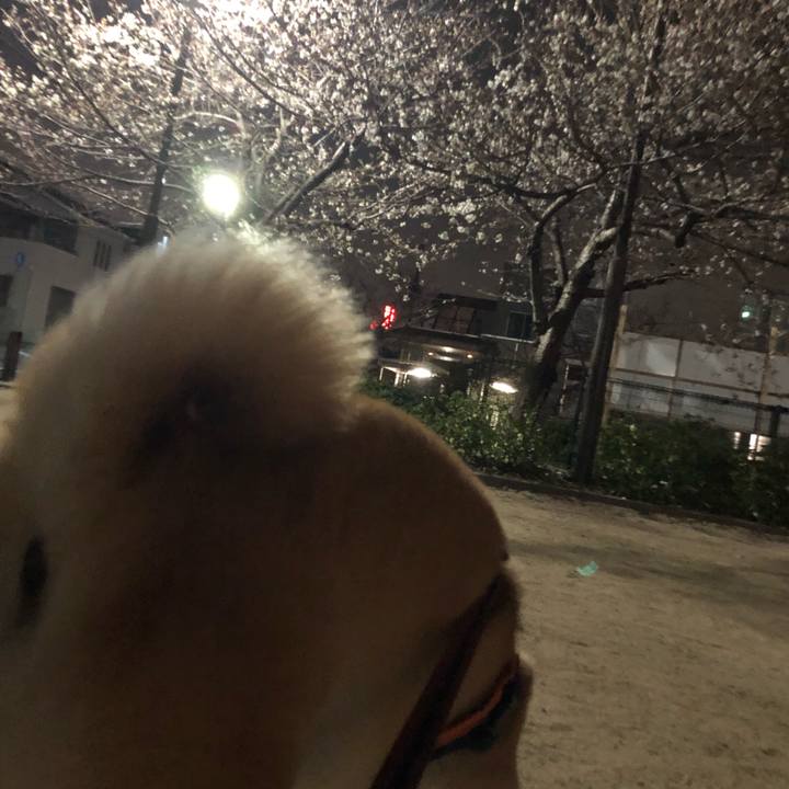 14bb7cdf f1c5 4103 82a0 98484d93e9c2 1553640454484