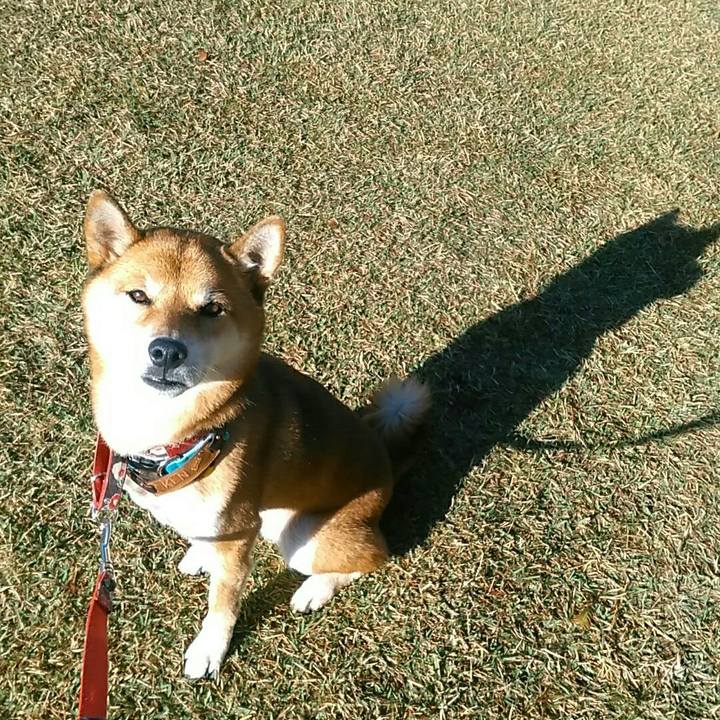 14bdbc4d e56c 490f b56e e1a7e1003fed 1542246650099