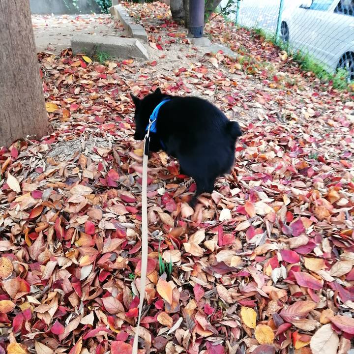 14be65bf 9384 4e2e 85c7 a2a0c064102b 1605431410773