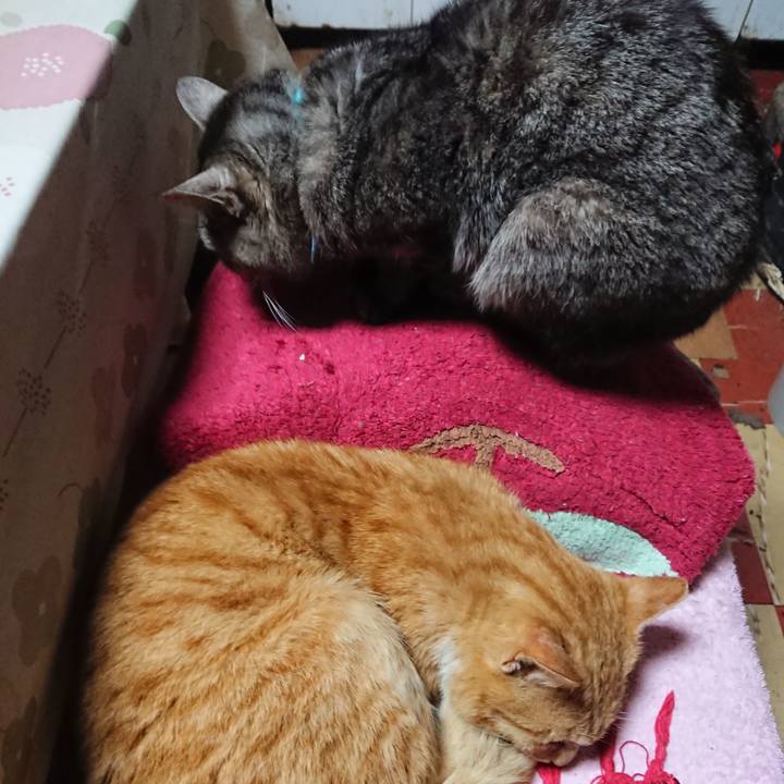 14c8d7d6 1cf6 40d2 83f3 c7592d2c896a 1554110533527