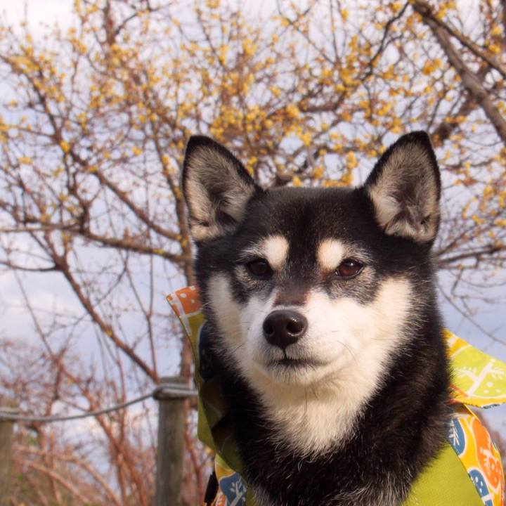 14cb4e17 fe18 48c6 909d b2a067365dd1 1581374528006