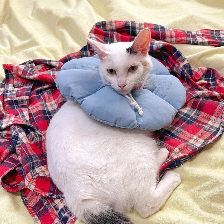 14cccb4e b1ff 4b33 a116 bf630a09c3e6 1759717605710