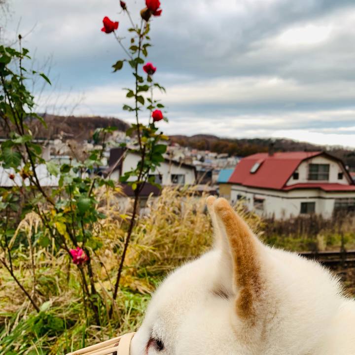 14cf62bb c85d 445e ac59 67217af44e96 1606283405711