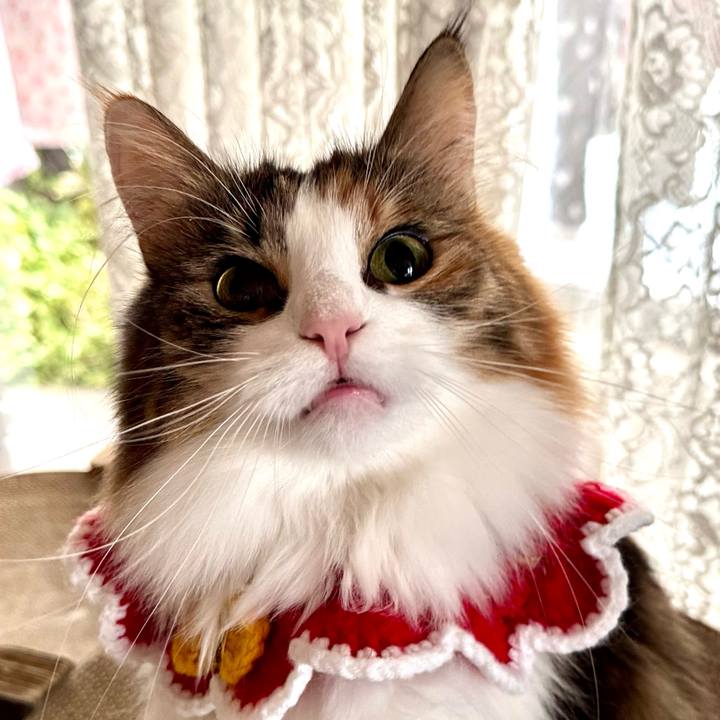 14d25d61 85c5 4d51 b8f4 8ea7351a818a 1764998685868