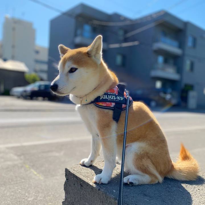 14d2e782 f3a1 4ef7 9c11 972203140b9c 1621989535738