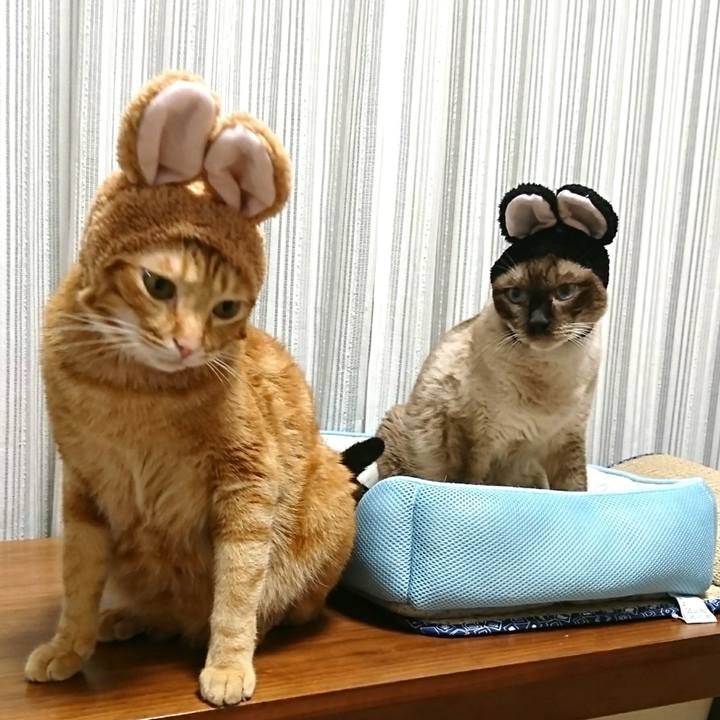 14d31707 ec97 48f9 b97c 9f6bbf264664 1536927429365